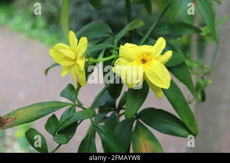 Jasminum mesnyi Primrose jasmine – small fragrant yellow semi-double flowers,  May, England, UK Stock Photo