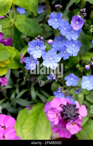 Omphalodes cappadocica ‘Cherry Ingram’ Cappadocian navelwort Cherry Ingram – bright blue flowers with white radial lines,  May, England, UK Stock Photo