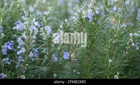 Rosemary salvia herb in garden, California USA. Springtime meadow romantic atmosphere, morning wind, delicate pure greenery of aromatic sage. Spring fresh garden or lea in soft focus. Flowers blossom. Stock Photo