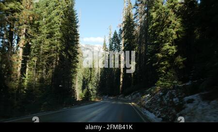 Driving auto in sequoia forest, perspective view from car. Large redwood coniferous trees and roadway near Kings Canyon. Road trip in national park of Northern California, USA. Hitchhiking traveling. Stock Photo