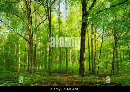 Beech forest in spring, Hohe Schrecke, Saxony-Anhalt, Germany Stock Photo