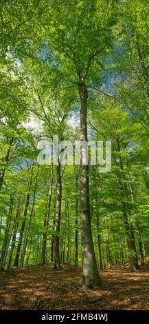 May-green beech forest in spring, Grumsiner Forest, UNESCO World Heritage, Brandenburg, Germany Stock Photo