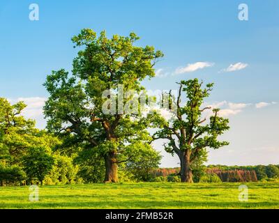 Germany, Hesse, Reinhardswald, huge oak trees on meadow in spring, cultural landscape in the evening light Stock Photo