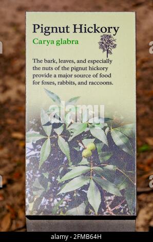 A sign gives information about Pignut Hickory trees at Gulf Islands National Seashore, May 1, 2021, in Ocean Springs, Mississippi. Stock Photo