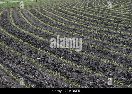 New corn crop growing in the spring in the Mississippi River Valley United States Stock Photo