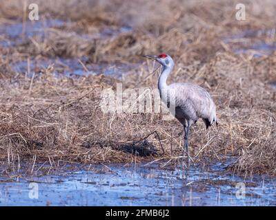 Lesser Sandhill Crane Standing in a Field in Alaska Stock Photo