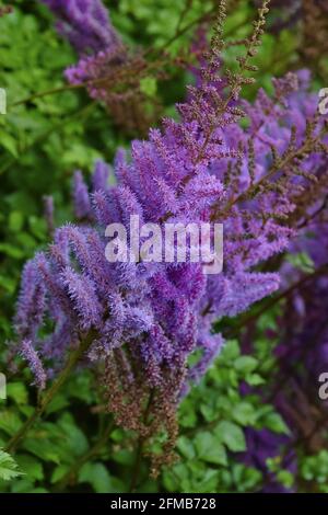 Pimk or purple flowers of astilbe in a garden, Astilbe chinensis Stock Photo