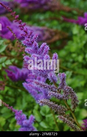 Pimk or purple flowers of astilbe in a garden, Astilbe chinensis Stock Photo