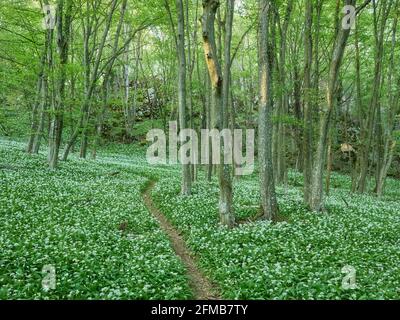Wild garlic blossom in the WIenerwald, near Mayerling, Lower Austria, Austria Stock Photo