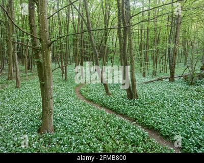 Wild garlic blossom in the WIenerwald, near Mayerling, Lower Austria, Austria Stock Photo