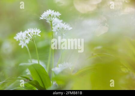 flowering wild garlic, Lower Austria, Austria Stock Photo