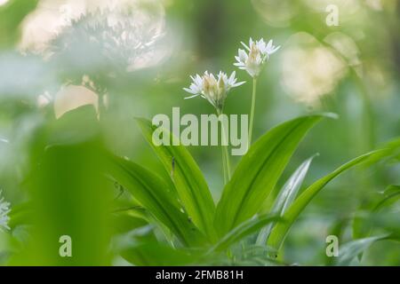 flowering wild garlic, Lower Austria, Austria Stock Photo