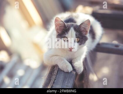 Small white-gray kitten outdoors. Funny cat lying in the yard in summer