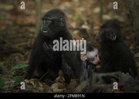 A crested macaque baby playing in front of two juveniles on forest floor—ages are unknown—in Tangkoko Nature Reserve, North Sulawesi, Indonesia. Weaning period of a crested macaque infant—from 5 months of age until 1-year of age—is the earliest phase of life where infant mortality is the highest. Primate scientists from Macaca Nigra Project observed that '17 of the 78 infants (22%) disappeared in their first year of life. Eight of these 17 infants' dead bodies were found with large puncture wounds.' Stock Photo