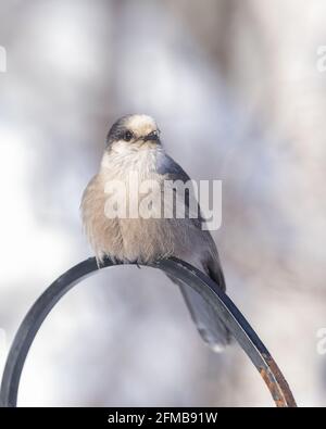 Gray Jay, Canada jay, Camp Robber, Whiskey Jack Stock Photo