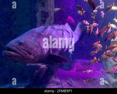 Large Fish swimming in purple lighting background Stock Photo