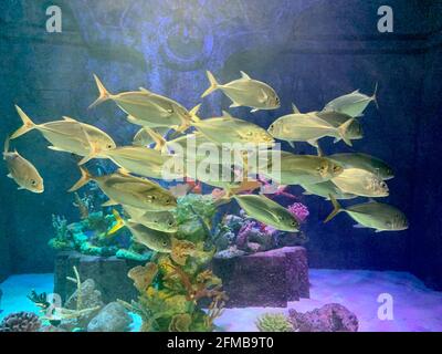 School of Silvery Fish Swimming in a large Aquarium Stock Photo