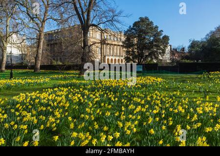 England, London, Westminster, Green Park, Yellow Daffodils and Lancaster House Stock Photo