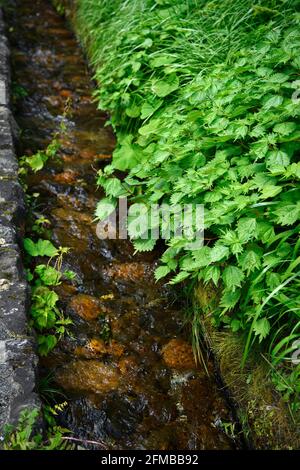 Natural drains or ditches, stone drains with trees and moss and clear water make it look fresh and bright, in rural Japan the drains are very clean. Stock Photo