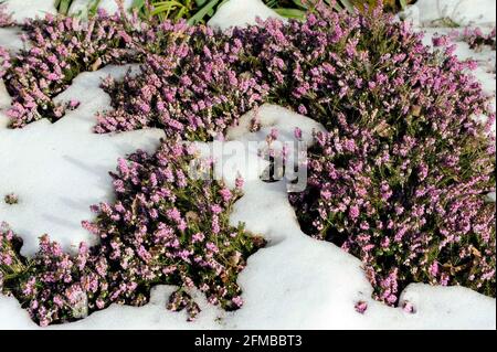 Snow heather Erica carnea blossoms out of the snow in the winter garden Stock Photo