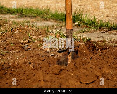 Shovel made of metal cloth with wooden handle stands in dug up brown ground. Selective focus Stock Photo