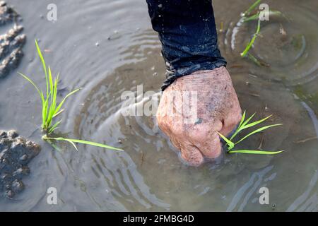 During the cultivation period, women in rubber boots stand almost knee-deep in water and mud on the rice field and plant the tufts of rice one by one in the muddy ground - sometimes at 40 degrees Celsius and high humidity. Stock Photo