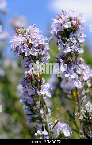 Blooming rosemary Stock Photo