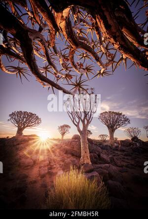 Sunset in the Quiver Tree Forest in Namibia. Stock Photo