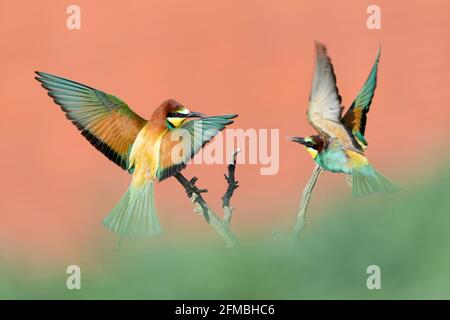 Bee-eater in the Neusiedler See NP. Stock Photo