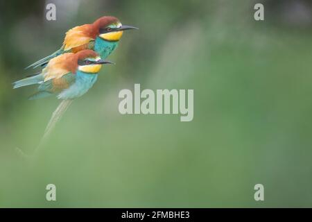 Bee-eater in the Neusiedler See NP. Stock Photo