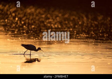 Avocets foraging for food. Stock Photo