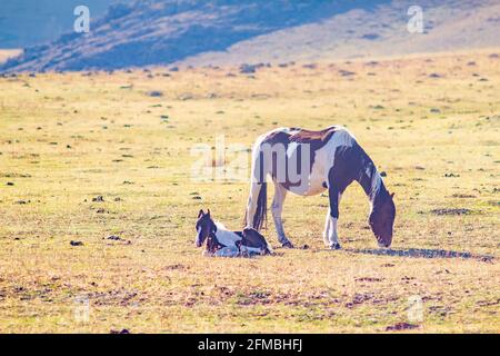 a horse with a small foal grazes on a stony spring meadow among high mountains, eats fresh grass in the evening before sunset Stock Photo