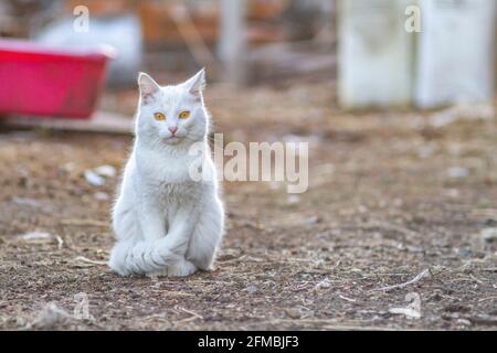 a cute, adorable kitten with yellow eyes sits quietly on the ground of the village yard of the house Stock Photo