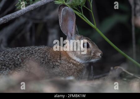 A desert cottontail rabbit (sylvilagus audubonii) from the region of Vernalis, California in Stanislaus county. Stock Photo