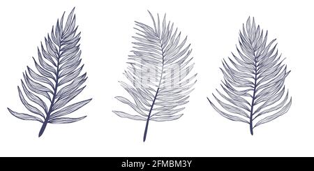 Hand drawn collection palm tree leaves in linear style. Minimalistic trendy tropical palm leaf set. Vector illustration bundle of exotics plant isolat Stock Vector