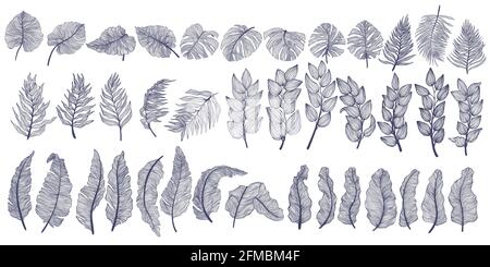 Hand drawn tropical leaves collection in linear style. Decorative exotics leaf in outline design. Vector clip art of summer exotic plants isolated on Stock Vector