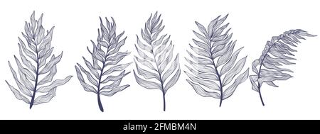 Hand drawn collection palm tree leaves in linear style. Minimalistic trendy tropical palm leaf set. Vector illustration bundle of exotics plant isolat Stock Vector