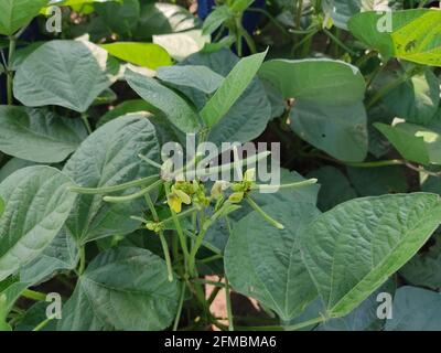 Green Mung bean crop close up in agriculture field, Mung bean green pods (Vigna radiata) and mung bean leaves on the mung bean stalk Stock Photo