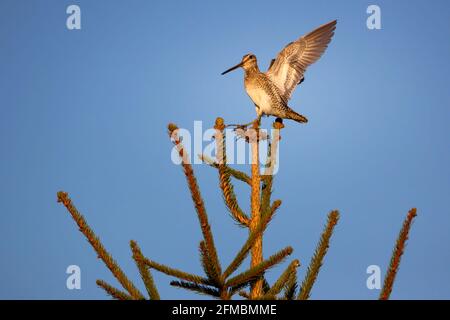 The common snipe (Gallinago gallinago) is a small, stocky wader native to the Old World. Stock Photo