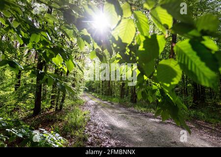 forest road, with morning sun light coming through the leafs, beautiful nature background Stock Photo