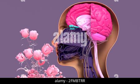 Olfactory system, illustration Stock Photo