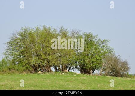 Wiese mit Bäumen im April  im Naturschutgebiet Hullerbusch (Carwitz) in der Feldberger Seenlandschaft Stock Photo