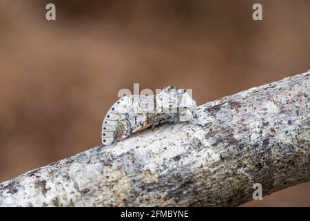 Poplar Kitten Moth; Furcula bifida; on Branch; UK Stock Photo