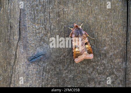 Purple Clay Moth; Diarsia brunnea; on Wood; UK Stock Photo