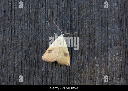 Straw Dot Moth; Rivula sericealis; on Wood; UK Stock Photo