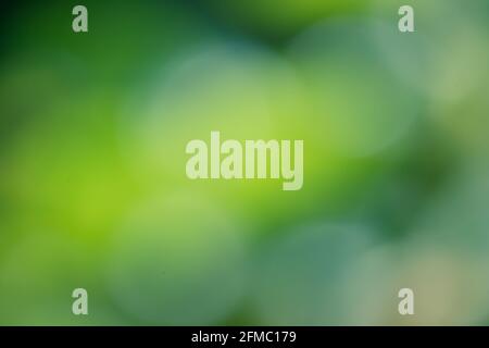 blurred green natural background Stock Photo