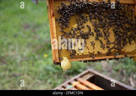 Brood frames from a bee hive being removed for inspection showing worker bees tending the cells and a good set of capped cells. Stock Photo
