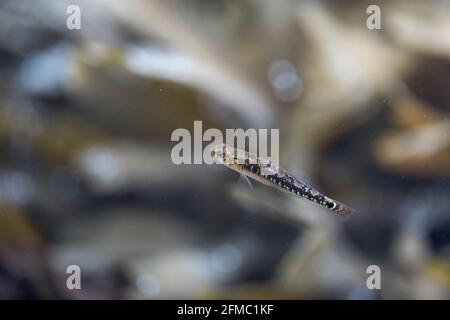 Two Spotted Goby; Gobiusculus flavescens; in the Sea; UK Stock Photo