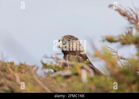 Variable Hawk; Geranoaetus polyosoma; Falklands Stock Photo