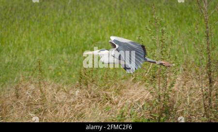 Grey Heron flying over a reed bed Stock Photo